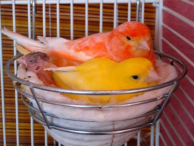 Содержание канареек и уход за ними в Любане