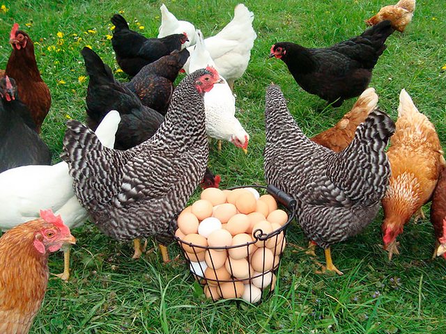 Содержание кур и уход за ними | ЗооТом - продажа, вязка и услуги для животных в Любане