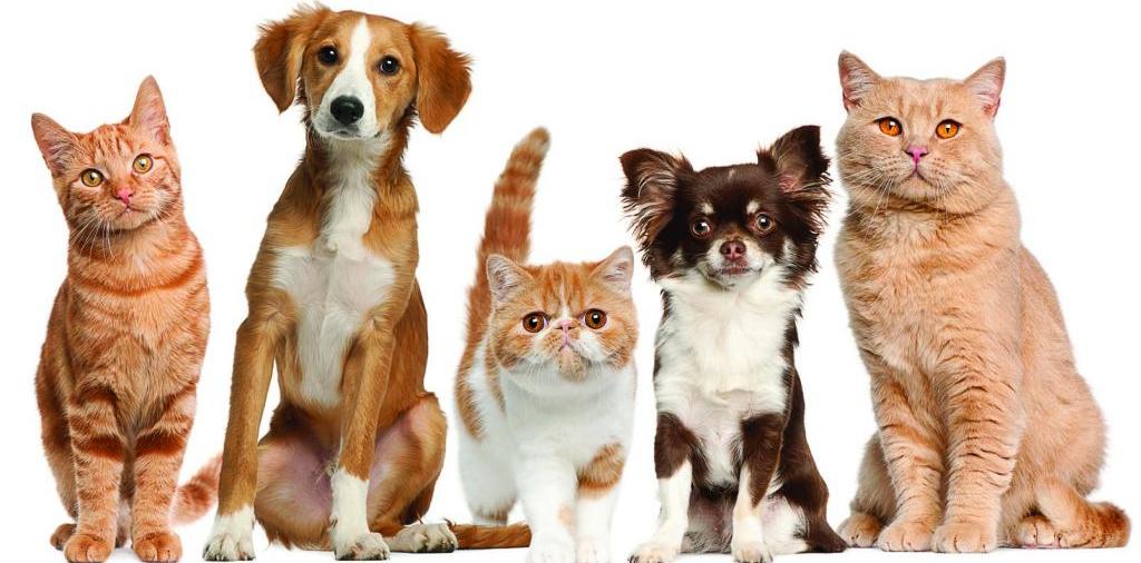 Доска объявлений о животных | ЗооТом - продажа, вязка и услуги для животных в Любане