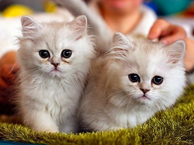 Породы кошек в Любане | ЗооТом портал о животных