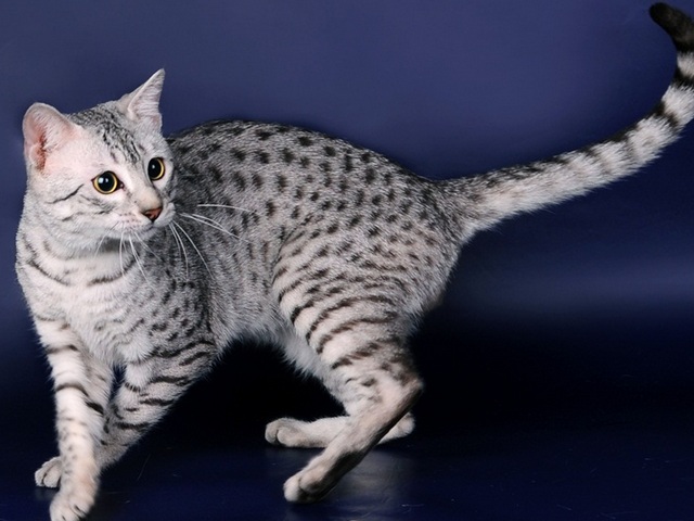 Породы кошек в Любане | ЗооТом портал о животных