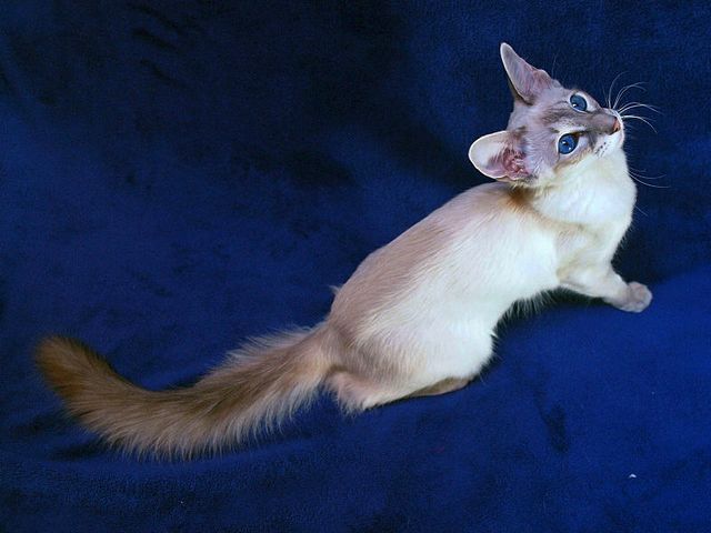 Выведенные породы кошек в Любане | ЗооТом портал о животных