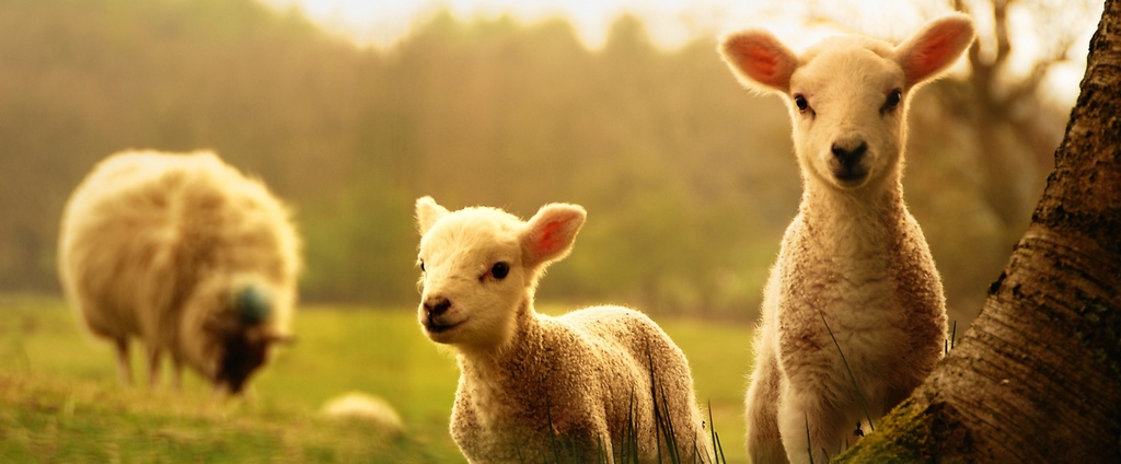Объявления о сельскохозяйственных животных | ЗооТом - продажа, вязка и услуги для животных в Любане