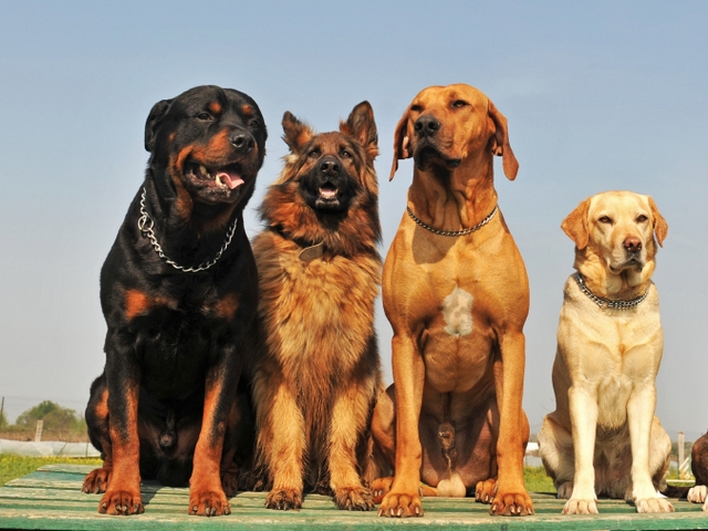 Крупные породы собак в Любане | ЗооТом портал о животных